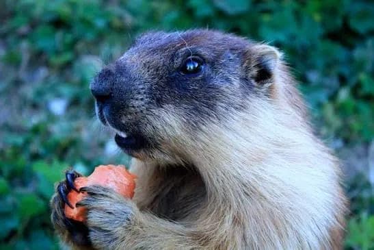 Le jour de la marmotte bleue